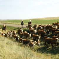 27097993369_4395962dd7_o-200x200219630-1