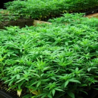 Industrial hemp is pictured on a farm near Delavan.