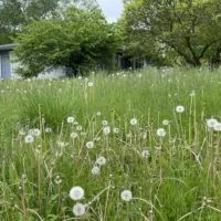 Grass and weed violations are the City of Galesburg's most common nuisance violations.