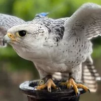 The City Council will review a $54^000 Aviaway Bird Control Services proposal on Monday^ deploying seven falcons with handlers for one month in November or December.