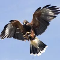 Aviaway Bird Control Services says falconry is a natural bird control solution.