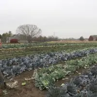 Sola Gratia farm manager John Williams pulls leaves from a cabbage while standing in the farm’s last rows of outdoor leafy greens for the season. (Capitol News Illinois photo by Maggie Dougherty)
