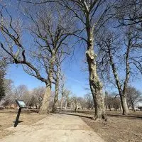 Pathway through Standish Park in Galesburg with trimmed and bare trees after maintenance^ February 10^ 2026.