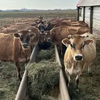 Cows on the Little Brown Cow Dairy farm in Delavan. (Provided by Terry Hoerbert^ Little Brown Cow Dairy)