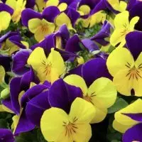 Massey Quiz #44 — flower identification quiz by Evan Massey for WGIL