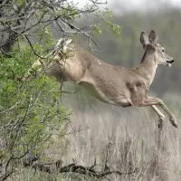 A white-tailed deer leaps out of brush into a grassy field