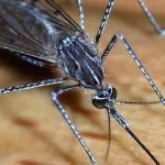 mosquito_2007-2-cropped-150x150773243-1