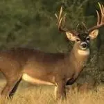 images-150x150975684-1