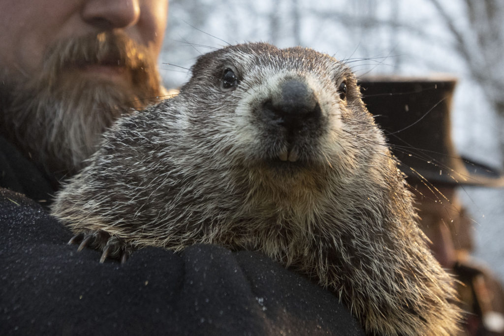 groundhog-day