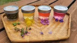 mdc-jellies-250x140433304-1