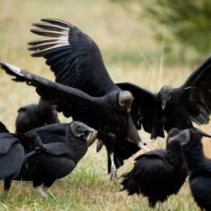 black_vultures_feeding_10-25-13148486