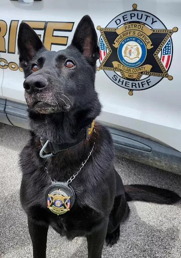 st-clair-sheriff-dog766426