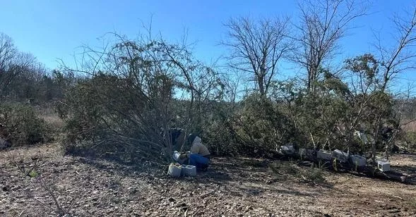 cedar-trees-tied-into-brush-piles129060