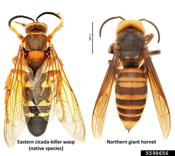 wasp104781