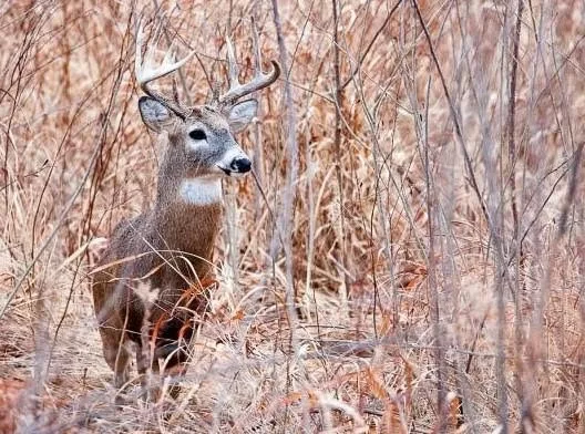 deer101918