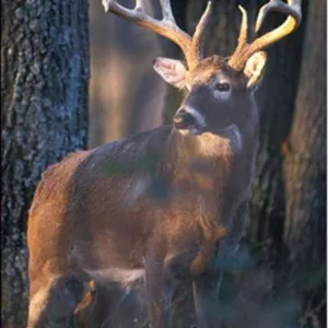 mdc-deer181986