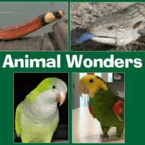 animal-wonders466617