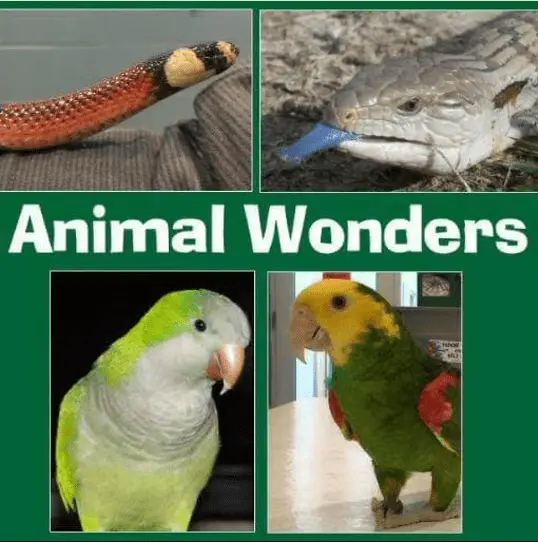 animal-wonders466617