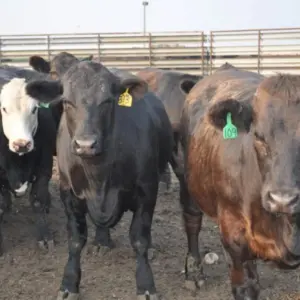 cattle-4-848x563435617-1446234