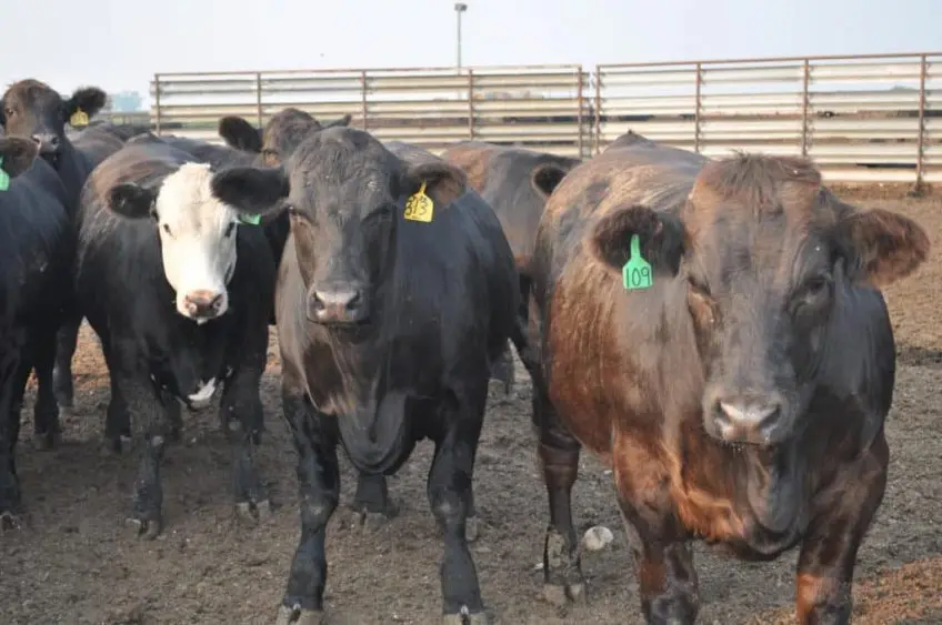 cattle-4-848x563435617-1446234