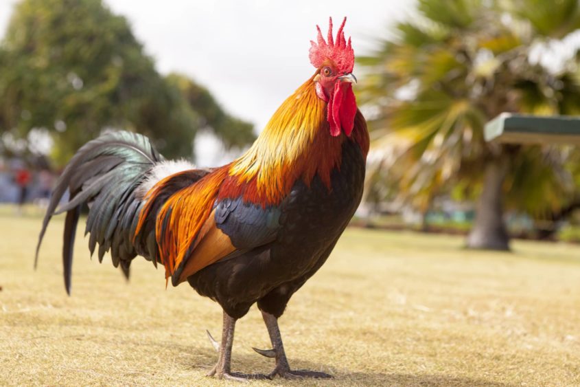 close-up-of-rooster-on-fieldindonesia