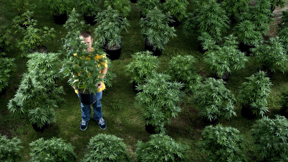 man-holing-cannabis-plant