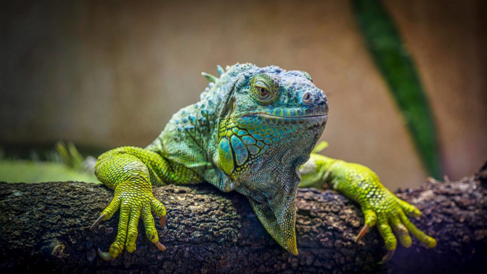 close-up-of-green-iguana-on-tree-trunkavenue-agropolismontpellierfrance