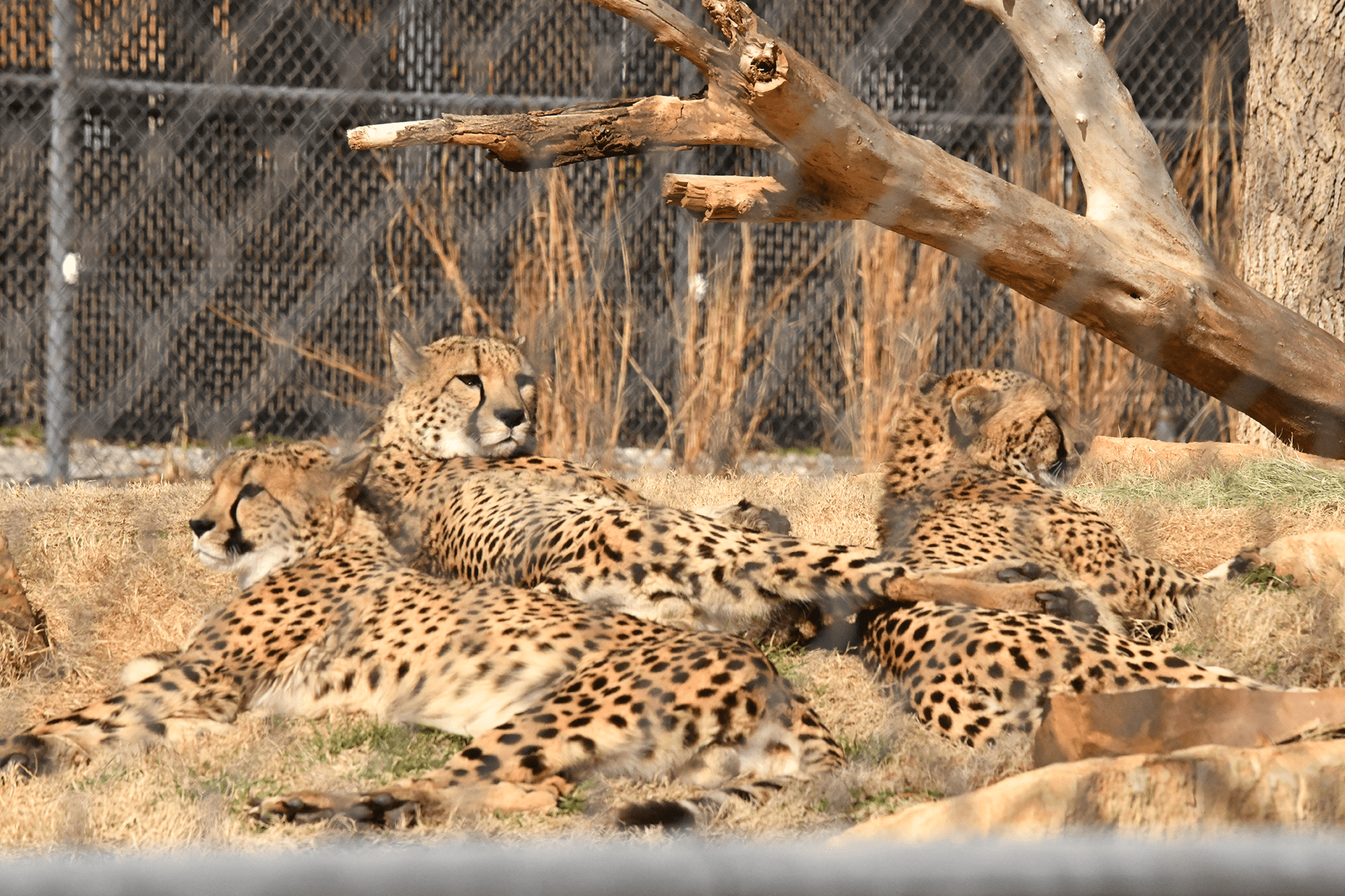 Oklahoma zoo three cheetah brothers to animal family 98 Rock