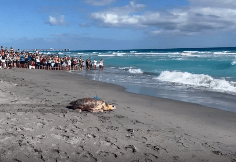 rocky-the-sea-turtle-png-1676489664755987