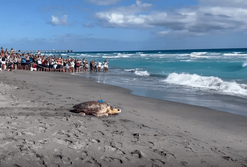 rocky-the-sea-turtle-png-1676489664755987