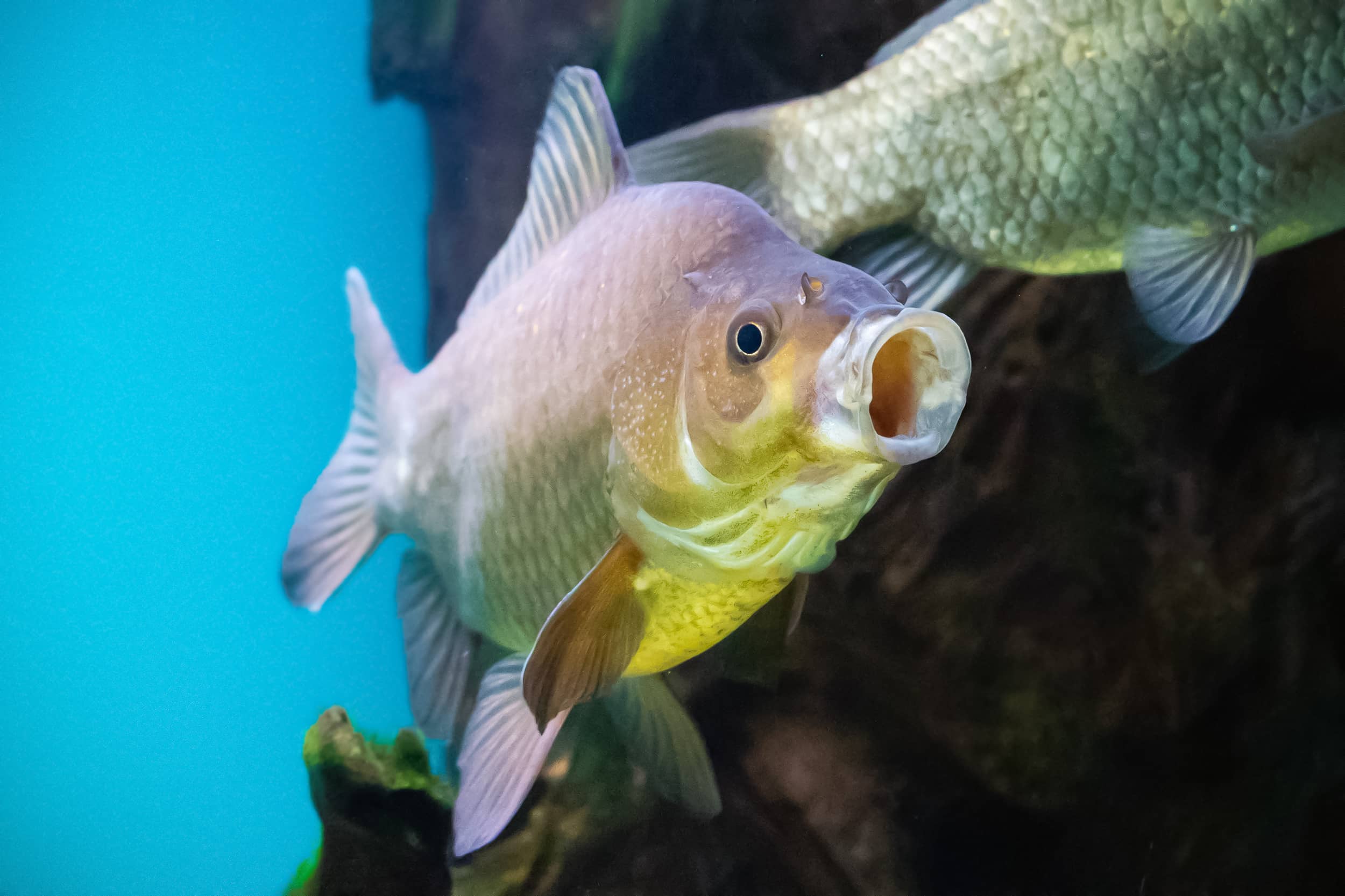 crucian-fish-in-water-with-open-mouth-close-up