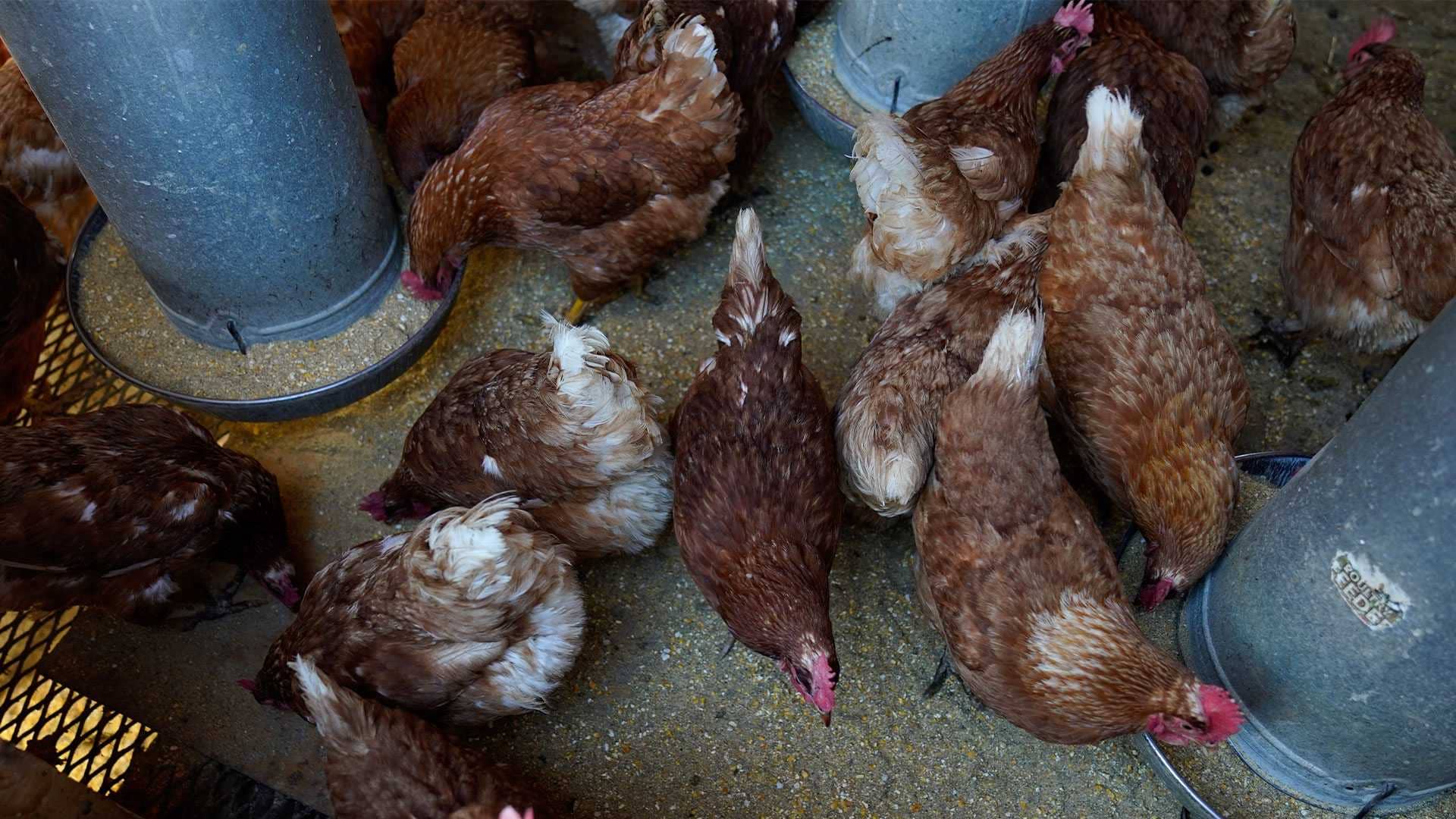 chickens-at-historic-wagner-farm-1678230308464876