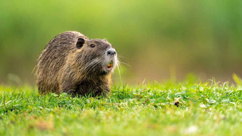 feeding-coypu-on-a-meadow-wet-with-morning-dew
