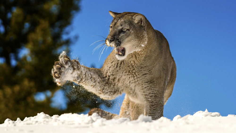 mountain-lion-is-roaring-while-its-paw-midair