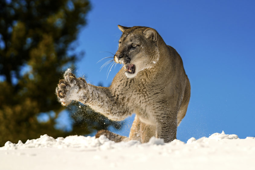 mountain-lion-is-roaring-while-its-paw-midair