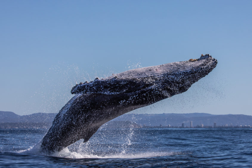 humpback-whale-breaching