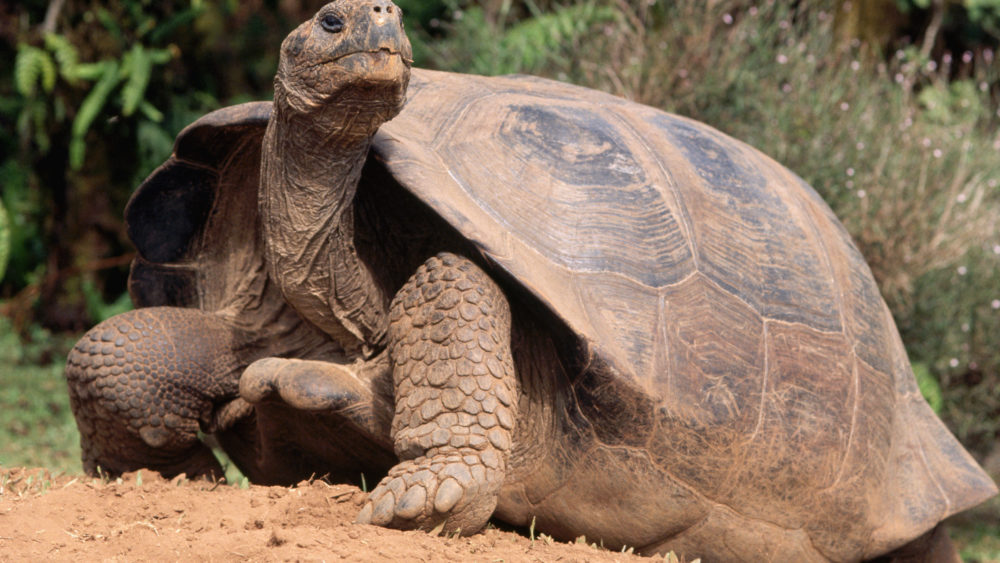 galapagos-tortoise