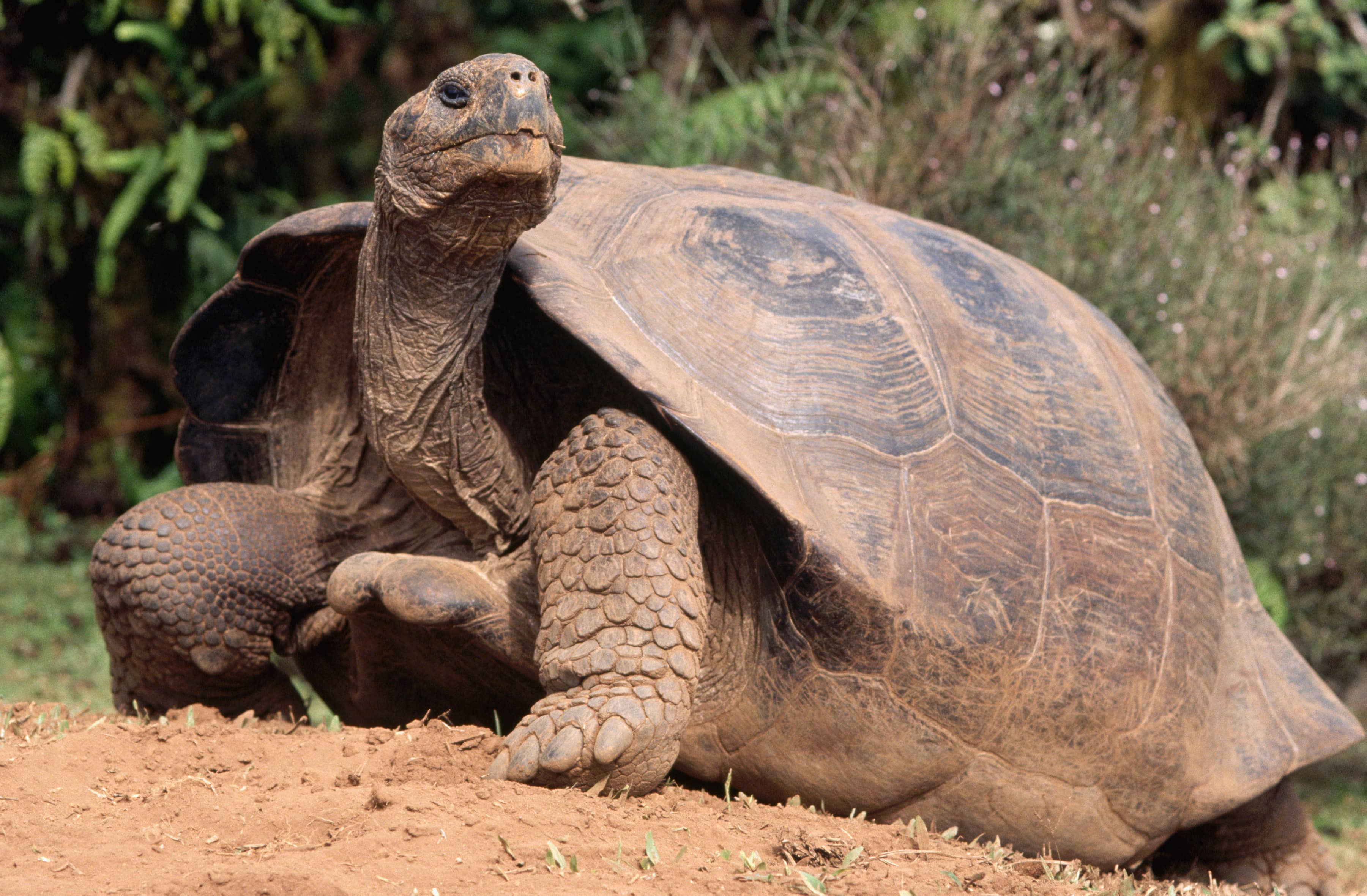 galapagos-tortoise