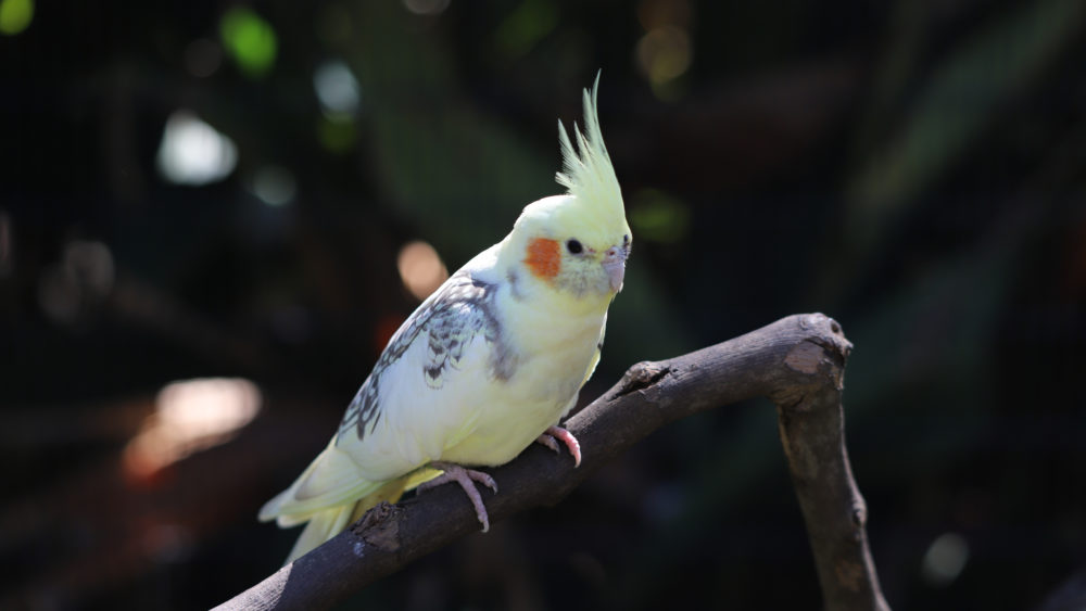 closeup-of-small-yellow-cockatiel-perched-on-a-branch