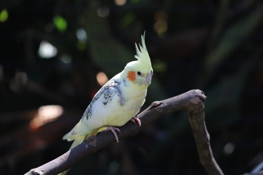 closeup-of-small-yellow-cockatiel-perched-on-a-branch