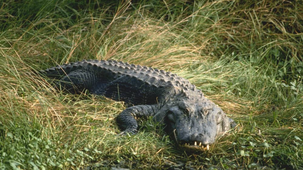 alligator-in-the-grass