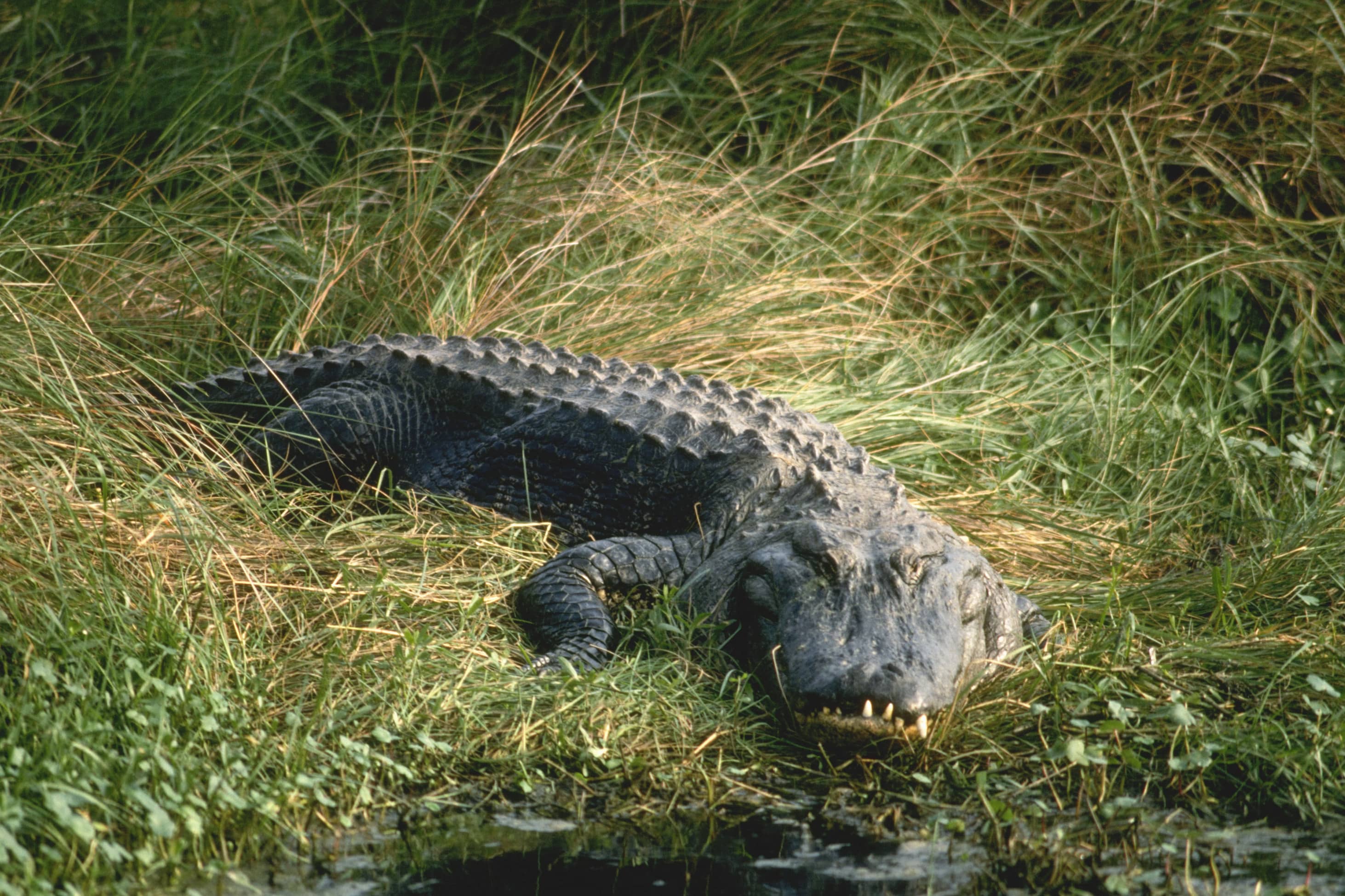 alligator-in-the-grass