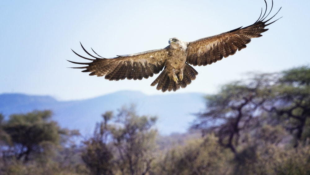 tawny-eagle-in-elegant-flight-against-blue-sky-and-landscape-at-samburu-kenya