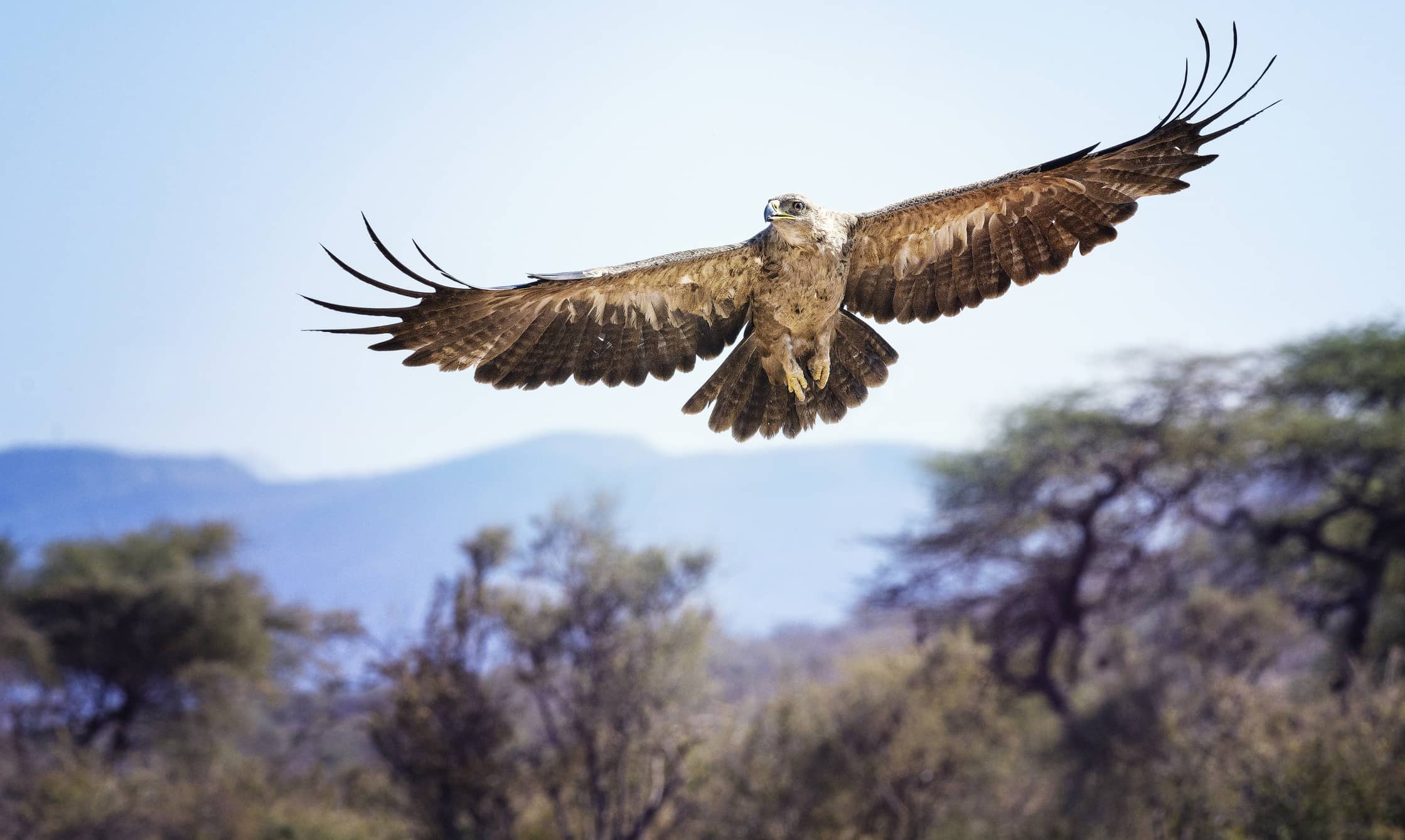 tawny-eagle-in-elegant-flight-against-blue-sky-and-landscape-at-samburu-kenya