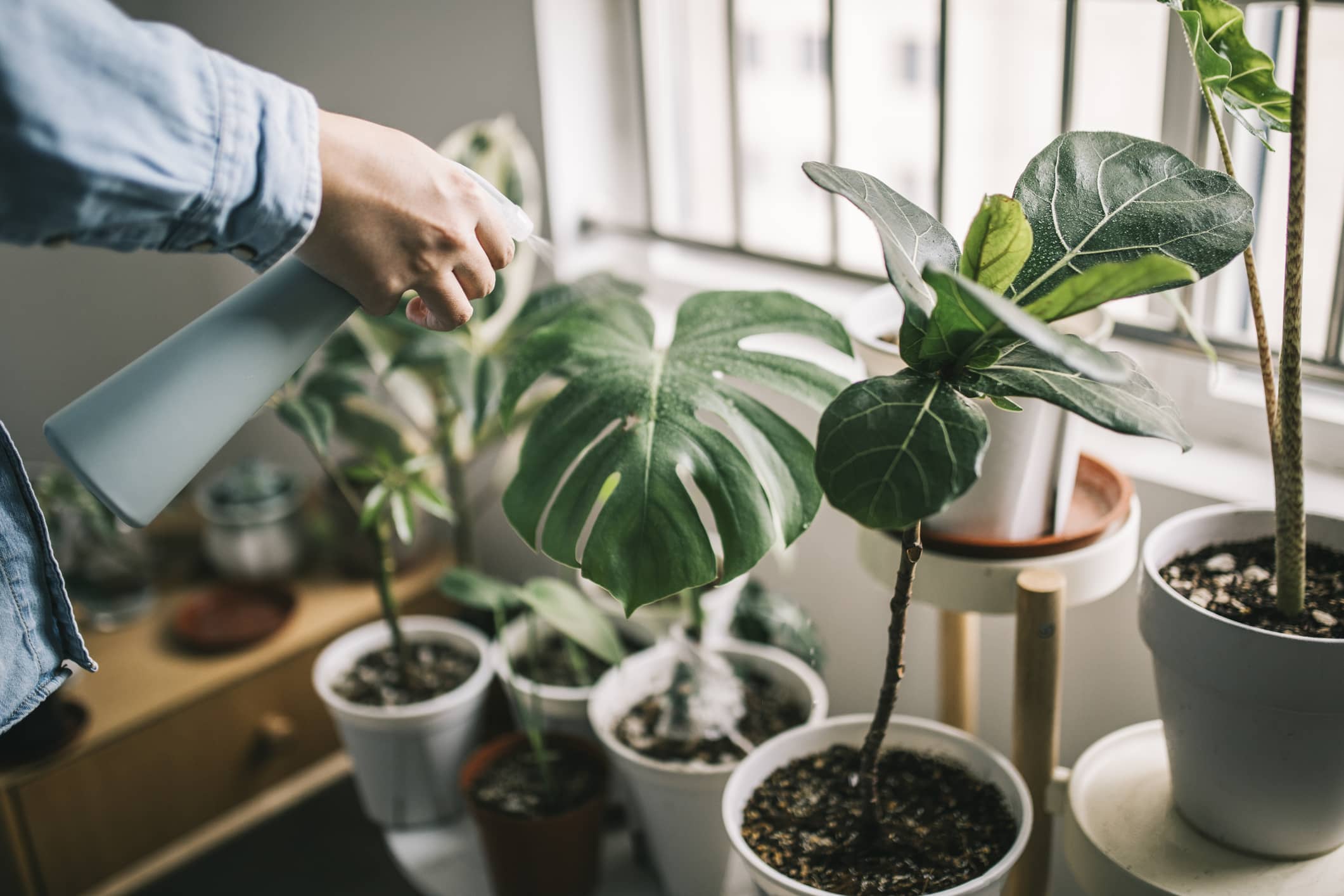 man-watering-houseplants