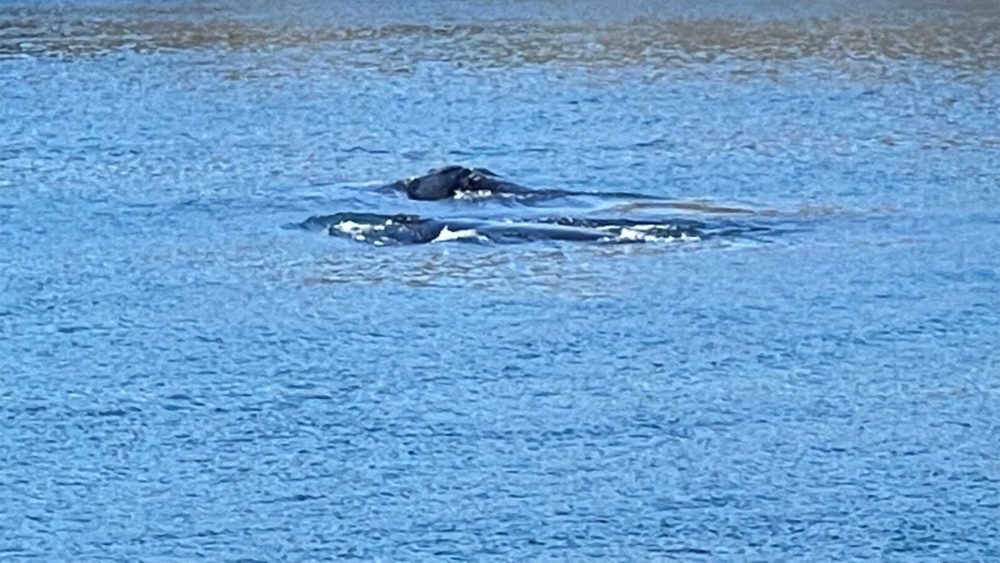 Canal Closes While Right Whale Mother, Calf Swim Through 