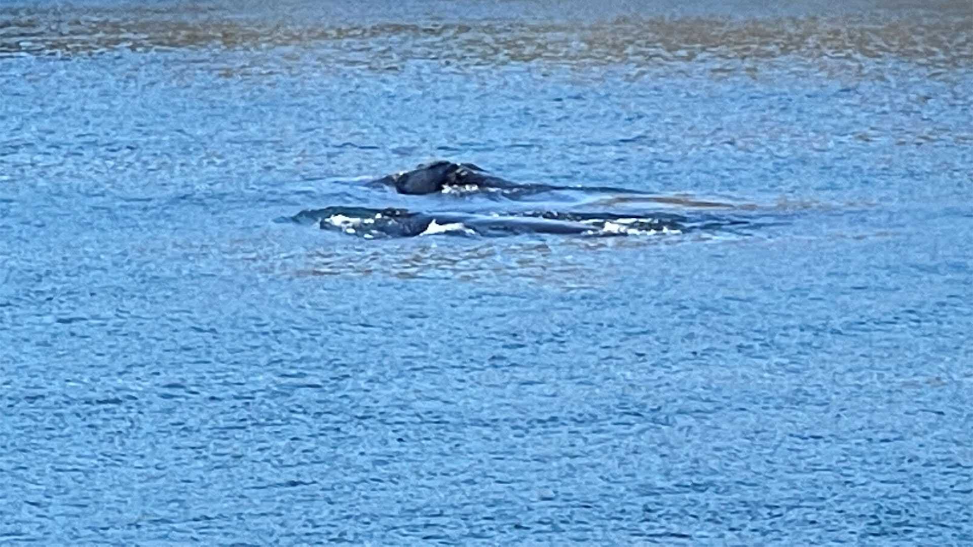 Canal closes while right whale mother, calf swim | 98 Rock Online