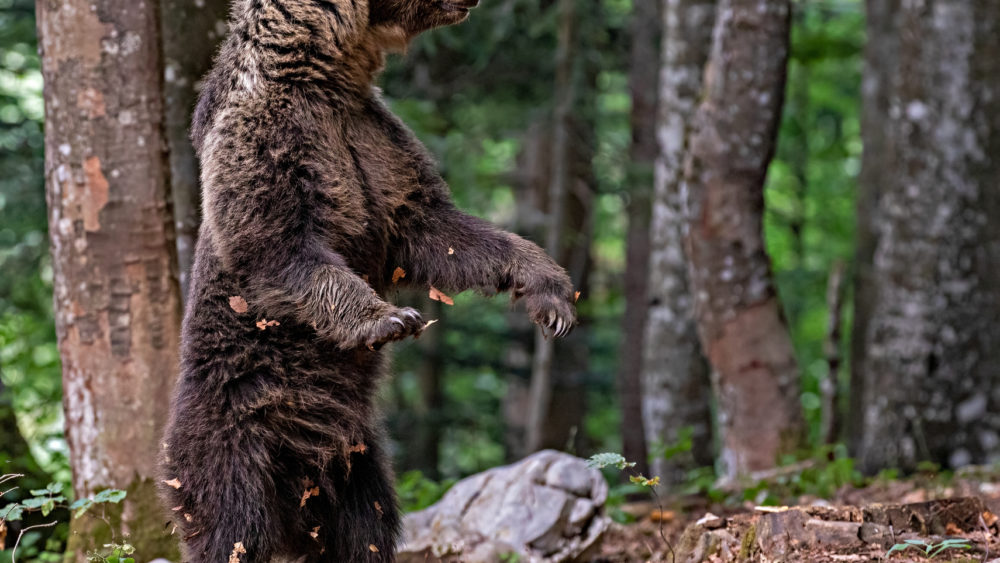 bear-standing-in-forestslovenia