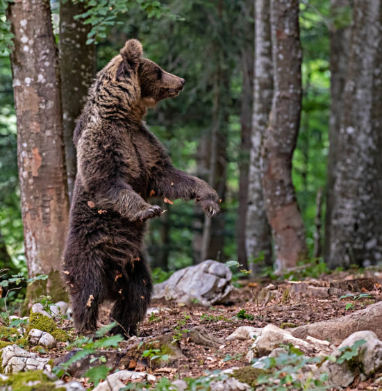 bear-standing-in-forestslovenia