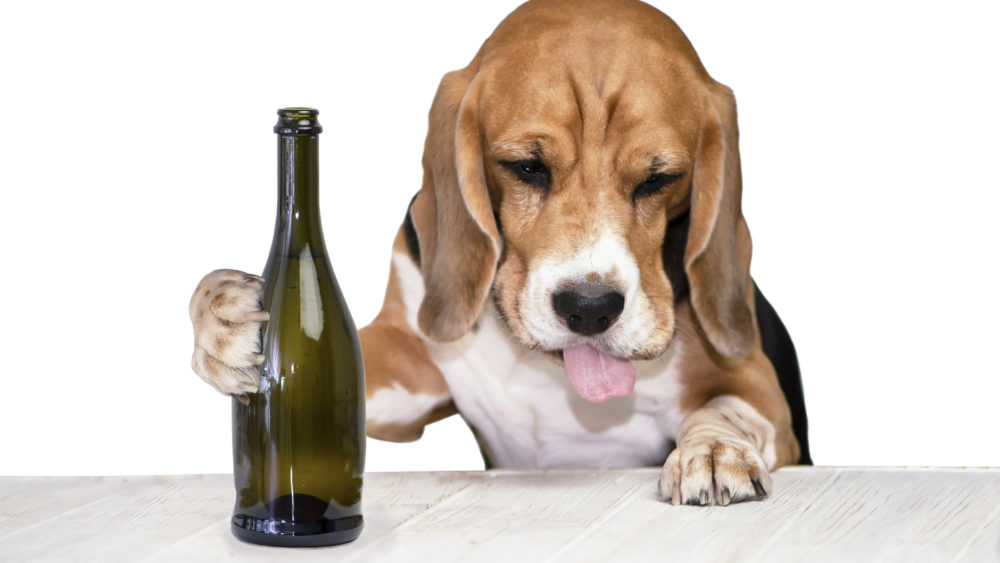 funny-drunk-beagle-dog-with-protruding-tongue-drinking